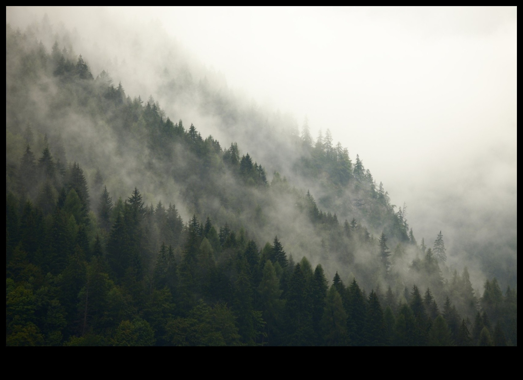 Foggy Forests: Stăpânirea tehnicilor pentru capturarea misticii pădurilor