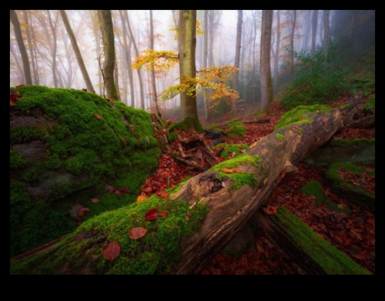 Foggy Forests: Stăpânirea tehnicilor pentru capturarea misticii pădurilor