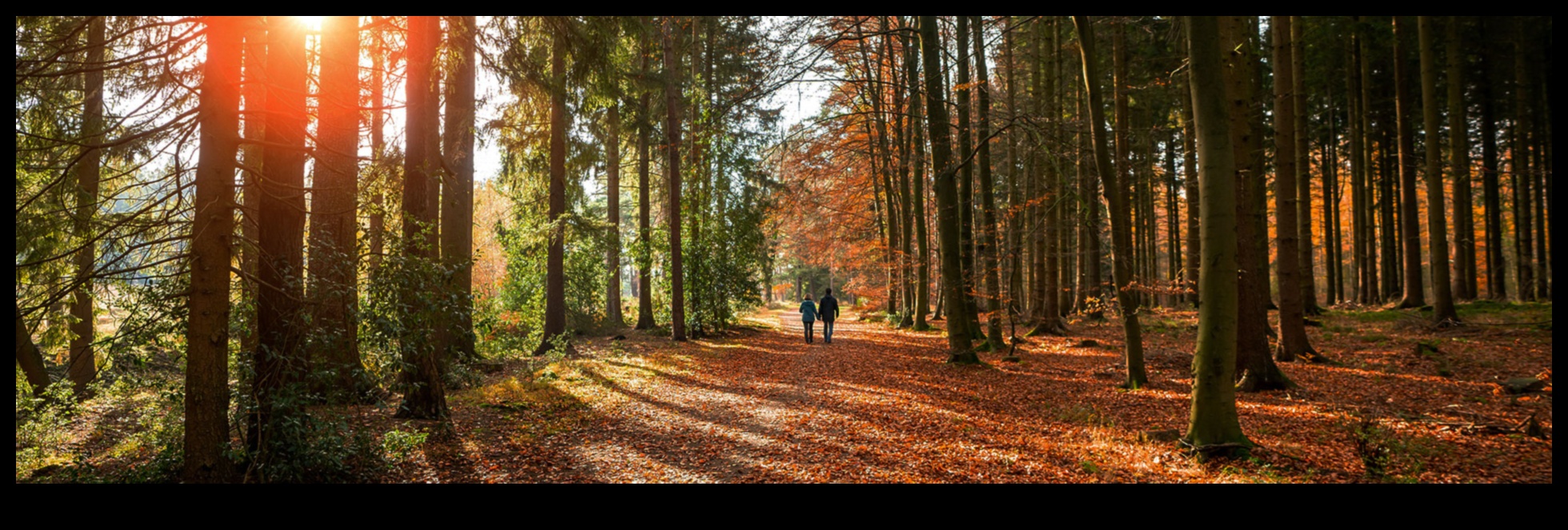 Woodland Wonders: Navigarea secretelor naturii