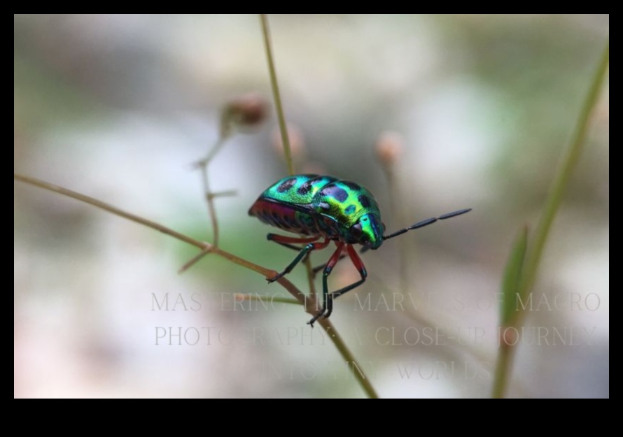 Marvels macro: explorarea lumilor minuscule ale fotografiei